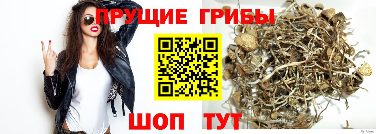 Галлюциногенные грибы прущие грибы  Вход с VPN  Истра  Галлюциногенные грибы Cubensis 